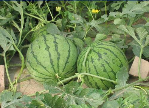 五一吃瓜网最新事件,五一假期热门事件大追踪